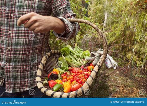 Vegetable Picking Fresh Vegetables In A Basket Stock Image Image Of
