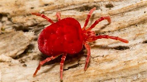 Blog What To Do About Chiggers In Your Houston Home