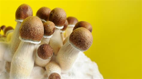 Penis Envy Mushroom Guide Nxtpsychedelics