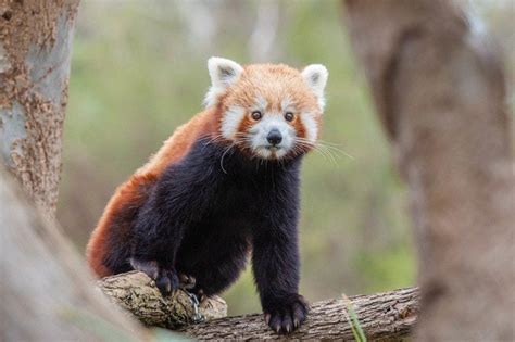 Do Red Pandas Make Good Pets Rredpandas