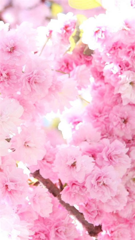Sakura Wallpaper Iphone Hd