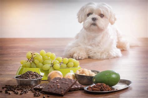 Grape And Raisin Toxicity In Dogs Kingsdale Animal Hospital