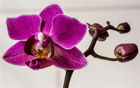 Phalaenopsis Or Purple Moth Orchid Dsc0009 Troy David Johnston Flickr