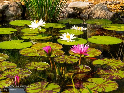 Nature S Beauty Watergarden News Why Choose Tropical Water Lilies