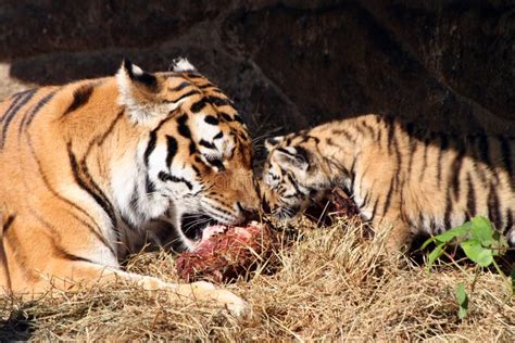 Tigers Eating Stock Photo Image Of Baby Stripes Mammal 10512954