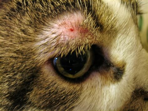 Cat Scratch Above Dog Eye Cat Meme Stock Pictures And Photos