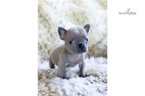 All puppies sold on ankc limited registry and strictly enforced desexing contracts. Micro Winnie: French Bulldog puppy for sale near Akron ...