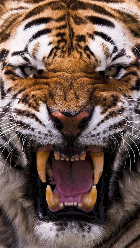 Tiger Iphone Wallpaper In 2021 Wild Animal Wallpaper Angry Tiger