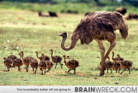 ostriches live in herds with an alpha male and dominant female when they lay eggs they re all
