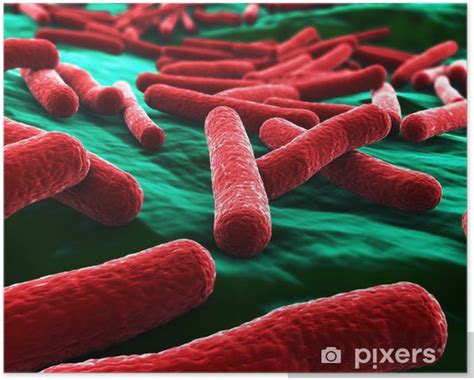 Poster E Coli Bacteria Close Up Pixersus