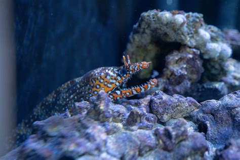 The Japanese Moray Dragon Eel An Enigmatic Resident Of The 2500 Gallon