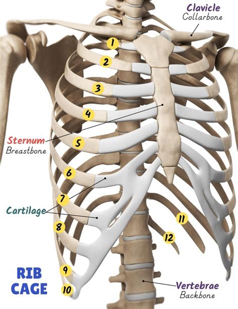 Ribs Anatomy