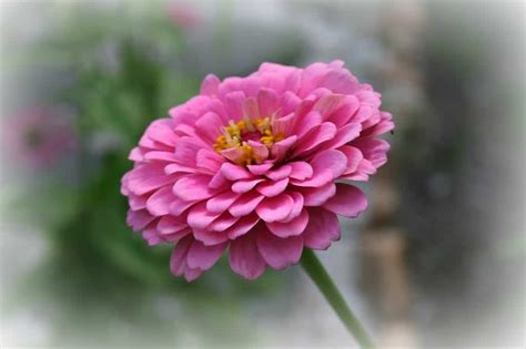 We did not find results for: Need an Easy to Grow Flower? Try Zinnias - Home Garden Joy