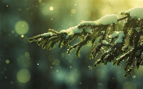 Pine Tree Green Nature Beautiful Snow Winter Wallpaper 3840x2400
