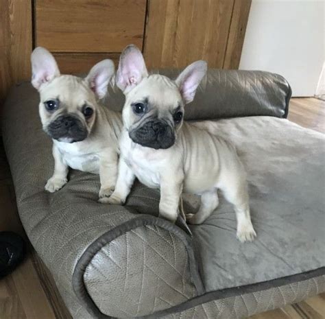 The list of french bulldog club of western canada breeders, are members who have signed the code of ethics as set out under the canadian kennel club breeder code of practice. French Bulldog Puppies For Sale | Cleveland, OH #287665