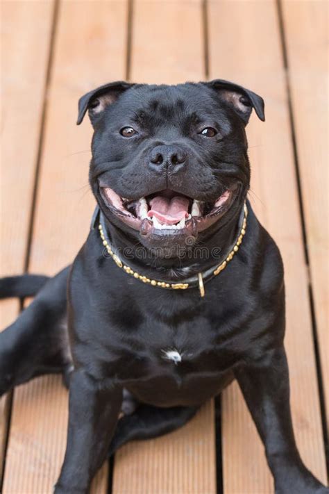 Smile On A Happy Staffordshire Bull Terrier Dog Stock Photo Image Of