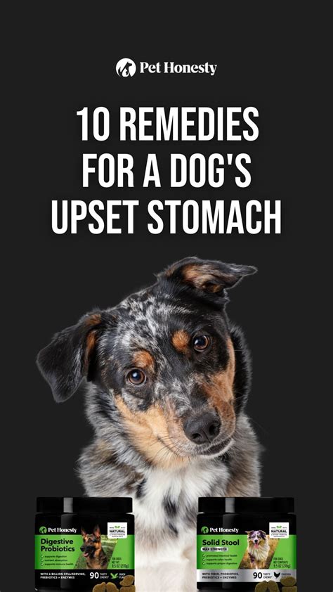 10 Remedies For A Dog S Upset Stomach Artofit