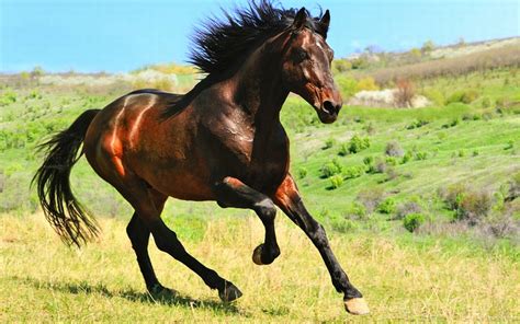 How To Say “horse” In French What Is The Meaning Of “cheval” Ouino