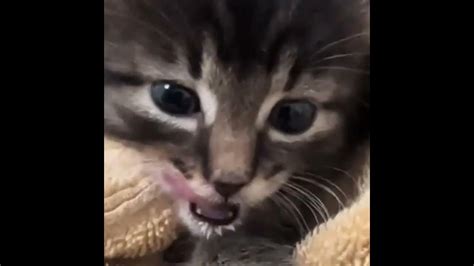 شاهد ألطف صوت مواء قطط صغيرة مذهلة كيوت Youtube