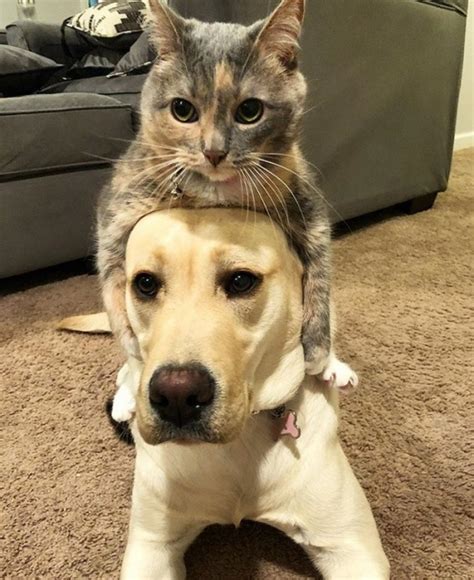 23 Cats That Are In Love With Dogs Barnorama