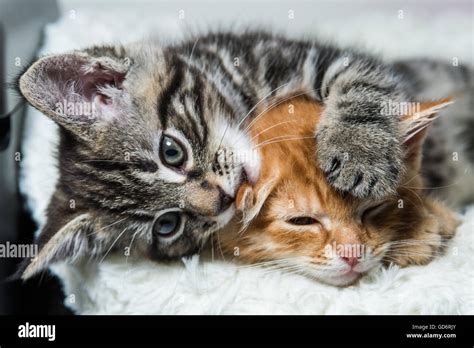 Two Kittens Cuddling Stock Photo Alamy