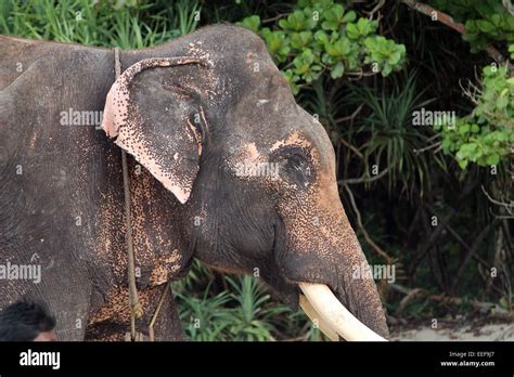 Rajan The Worlds Last Ocean Swimming Elephant Stock Photo Alamy