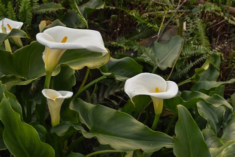 When Do Calla Lilies Bloom And How To Transform Your Garden Into A