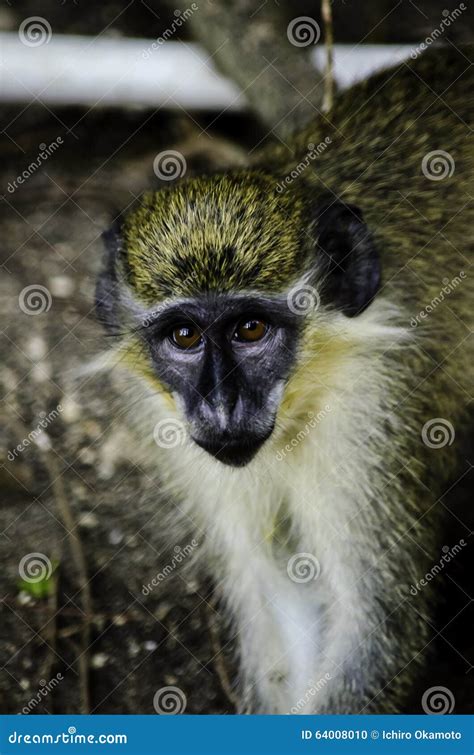 Barbados Green Monkey Stock Photo Image Of Island Tree 64008010
