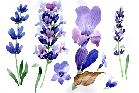 Purple Lavender Flowers Watercolor Png Macro Graphic By Mystocks