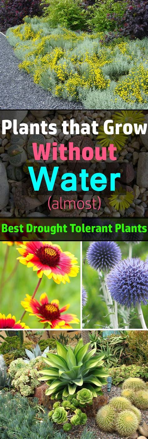 24 Best Drought Tolerant Plants That Grow In Lack Of Water Outdoor Diy