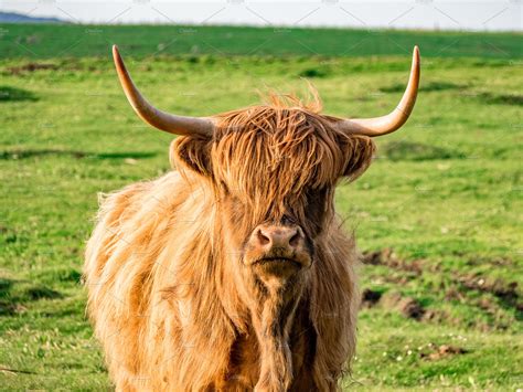 Scottish Cattles In Scottish Highlan Containing Scottish Highlands