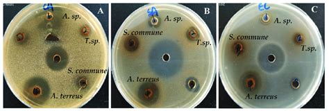 Antimicrobial Activity Of Fungal Endophytes From V Anthelmintica