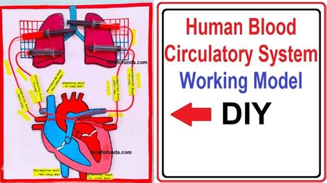 Human Blood Circulatory System Working Model Heart And Lungs Biology