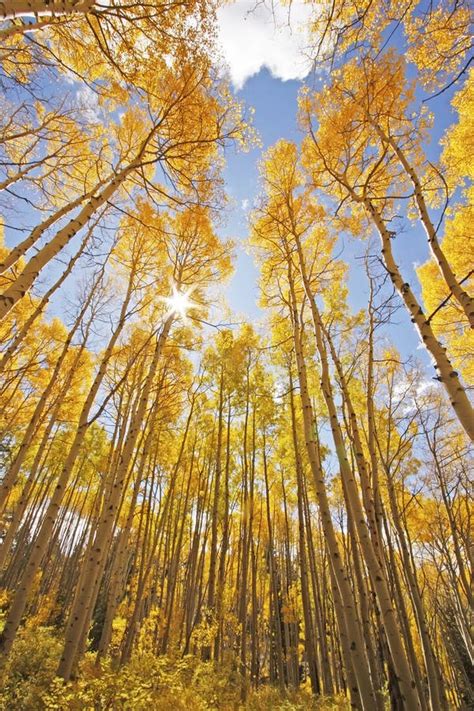 Aspen Trees With Fall Color San Juan National Forest Colorado Stock