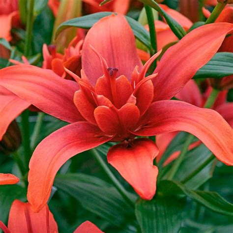 breck s red twin asiatic lily bulbs 5 pack 02818 lily bulbs asiatic lilies day lilies