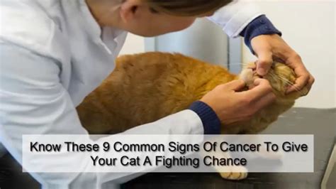 Know These 9 Common Signs Of Cancer To Give Your Cat A Fighting Chance