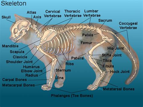 Cats Skeletal Anatomy