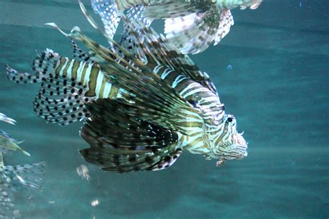 Salt Water Tropical Fish Free Stock Photo Public Domain Pictures