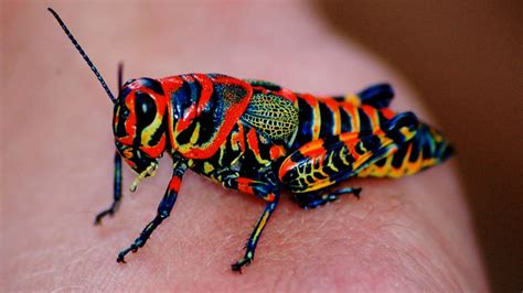 5 Most Beautiful Insects You Wont Believe Are Real Youtube