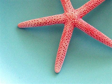 Pink Starfish On Blue3 Starfish Pink