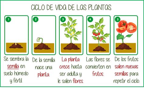 Ciclo De Vida De Las Plantas Para Colorear