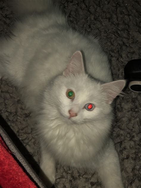 My Cats Eyes Are Different Colours And Reflect Different Colours With Flash Rmildlyinteresting