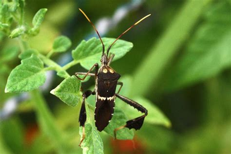 Either squish them, or a squirty bottle full of water with a drop of there seem to be clouds of greenly and blackly around at the moment. Caterpillar Bug On Tomato Plant | Cromalinsupport