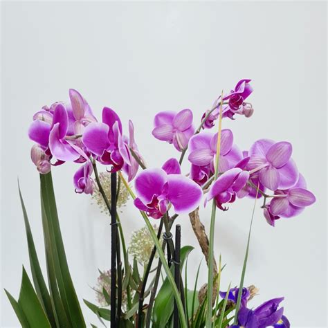 Arreglo De Orquídeas Moradas Con Follajes Boutique Floral Nicté
