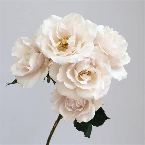 White Majolica Spray Roses All Year Spray Roses Flower Guide