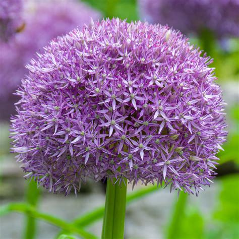 Allium Pinball Wizard Wholesale Prices Colorblends
