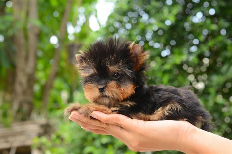Also, for some pups, if they've been playing excitedly for more than a few minutes, they probably need to pee. The Complete Teacup Yorkie Care Guide: Price, Lifespan and More... - Perfect Dog Breeds