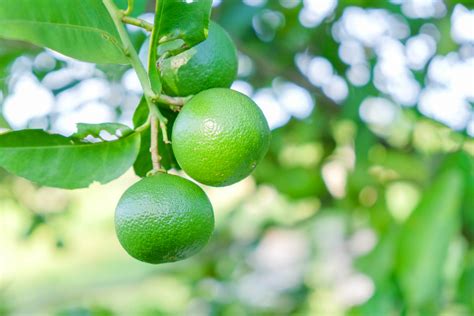 Spanish Lime Tree Care Everything You Need To Know