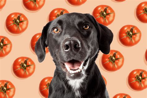 Can Dogs Eat Tomatoes Safely Which Parts Are Toxic Vs Safe
