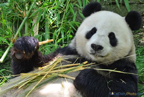 Giant Panda At The San Diego Zoo Southern California Daily Photo